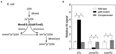 Pseudomonas aeruginosa GidA modulates the expression of catalases at the posttranscriptional level and plays a role in virulence